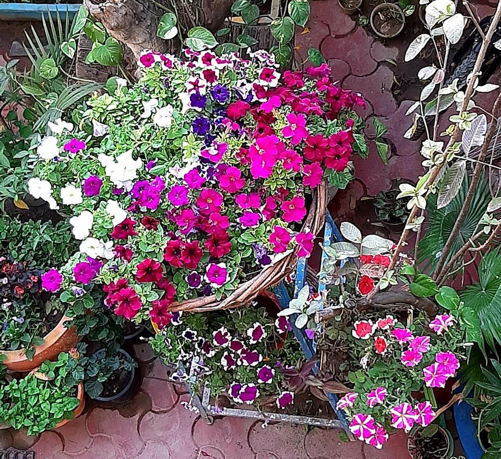 The Coral House Homestay By The Taj Agra  Exteriér fotografie